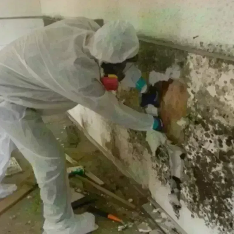 Mold Remediation and Removal in Manchaca, TX